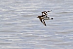 Ruddy turnstone. Adult in flight. Pakiri Beach, November 2011. Image © Raewyn Adams by Raewyn Adams.