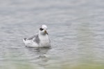 Grey phalarope. Non-breeding adult swimming. Île d'Oléron, France, January 2021. Image © Cyril Vathelet by Cyril Vathelet.