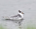 Grey phalarope. Non-breeding adult swimming. Île d'Oléron, France, January 2021. Image © Cyril Vathelet by Cyril Vathelet.