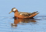 Grey phalarope. Adult female in breeding plumage swimming. Svalbard, Norway, June 2019. Image © John Fennell by John Fennell.