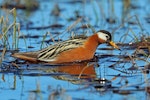 Grey phalarope. Adult female in breeding plumage. Barrow, Alaska, June 2015. Image © Nigel Voaden by Nigel Voaden.