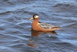 Grey phalarope. Adult female in breeding plumage swimming. Svalbard, Norway, June 2019. Image © John Fennell by John Fennell.