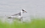 Grey phalarope. Non-breeding adult swimming. Île d'Oléron, France, January 2021. Image © Cyril Vathelet by Cyril Vathelet.