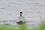 Grey phalarope. Non-breeding adult swimming. Île d'Oléron, France, January 2021. Image © Cyril Vathelet by Cyril Vathelet.