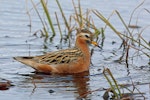 Grey phalarope. Adult male in breeding plumage. Barrow, Alaska, June 2015. Image © Nigel Voaden by Nigel Voaden.