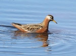 Grey phalarope. Adult female (breeding plumage) swimming. Longyearbyen, Svalbard, June 2019. Image © John Fennell by John Fennell.