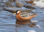 Grey phalarope. Adult female (breeding plumage). Longyearbyen, Svalbard, June 2019. Image © John Fennell by John Fennell.