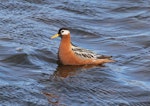 Grey phalarope. Adult female (breeding plumage) swimming. Longyearbyen, Svalbard, June 2019. Image © John Fennell by John Fennell.