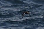 Grey phalarope. Female in breeding plumage, in flight. At-sea off Kaikoura, July 2019. Image © Richard Crossley/Crossley Books by Richard Crossley.