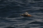 Grey phalarope. Female in breeding plumage, in flight. At-sea off Kaikoura, July 2019. Image © Richard Crossley/Crossley Books by Richard Crossley.