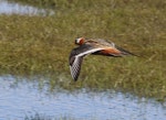 Grey phalarope. Adult female (breeding plumage) in flight. Longyearbyen, Svalbard, June 2019. Image © John Fennell by John Fennell.