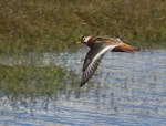 Grey phalarope. Adult female in breeding plumage in flight. Svalbard, Norway, June 2019. Image © John Fennell by John Fennell.