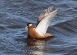 Grey phalarope. Adult female in breeding with wings raised. Svalbard, Norway, June 2019. Image © John Fennell by John Fennell.