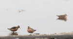 Grey phalarope. Adults feeding, losing breeding plumage. Svalbard, July 2012. Image © Sonja Ross by Sonja Ross.