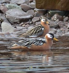 Grey phalarope. Pair in breeding plumage (female at front). Adventfjord, Svalbard, July 2011. Image © Tony Crocker by Tony Crocker.