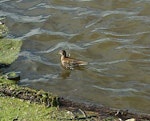 Grey phalarope. Juvenile. Napier foreshore, July 2012. Image © Rod Dickson by Rod Dickson.