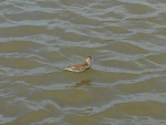 Grey phalarope. Juvenile. Napier foreshore, July 2012. Image © Rod Dickson by Rod Dickson.