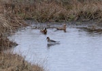 Grey phalarope. Pair with red-necked phalarope in foreground. Yukon-Kuskokwim Delta, Alaska, June 2008. Image © Keith Woodley by Keith Woodley.