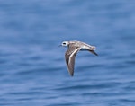 Red-necked phalarope. Non-breeding adult in flight. Puerto Angel, Oaxaca, Mexico, March 2015. Image © Nigel Voaden by Nigel Voaden.