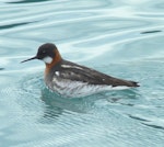 Red-necked phalarope. Adult female in breeding plumage. College Fjord, Alaska, June 2013. Image © Tony Crocker by Tony Crocker.