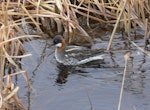 Red-necked phalarope. Adult female in breeding plumage. Yukon Kuskokwim Delta, Alaska, June 2008. Image © Keith Woodley by Keith Woodley.