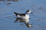 Red-necked phalarope. Non-breeding adult. Pillar Point Harbor, August 2012. Image © Jason Crotty by Jason Crotty.