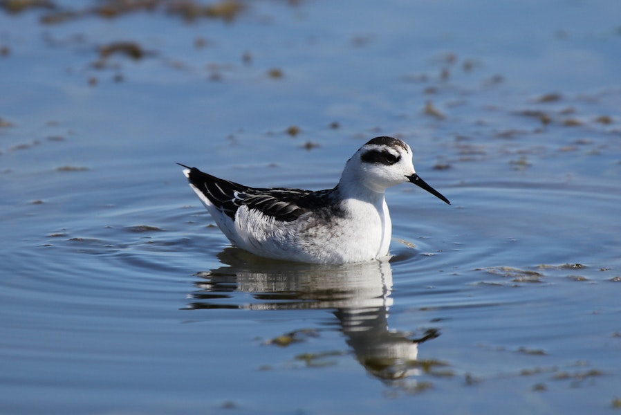 Red-necked phalarope. Non-breeding adult. Pillar Point Harbor, August 2012. Image © Jason Crotty by Jason Crotty.