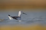 Wilson's phalarope. Non-breeding adult swimming. Westshore Wildlife Reserve, Napier, December 2016. Image © Adam Clarke by Adam Clarke.