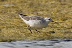 Wilson's phalarope. Adult non-breeding. Westshore Lagoon, Napier, November 2016. Image © Duncan Watson by Duncan Watson.