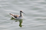 Wilson's phalarope. Adult non-breeding. Texas, August 2008. Image © Jim Denny by Jim Denny.