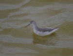 Wilson's phalarope. Adult non-breeding. Salinas, Ecuador, August 2011. Image © Colin Miskelly by Colin Miskelly.