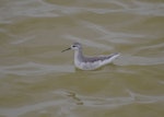 Wilson's phalarope. Adult non-breeding. Salinas, Ecuador, August 2011. Image © Colin Miskelly by Colin Miskelly.