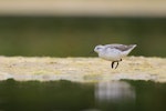 Wilson's phalarope. Non-breeding adult stalking sandflies on algae. Westshore Wildlife Reserve, December 2016. Image © Adam Clarke by Adam Clarke.