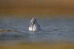 Wilson's phalarope. Non-breeding adult foraging on water. Westshore Wildlife Reserve, Napier, December 2016. Image © Adam Clarke by Adam Clarke.