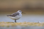 Wilson's phalarope. Non-breeding adult. Westshore Wildlife Reserve, Napier, December 2016. Image © Adam Clarke by Adam Clarke.