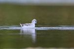 Wilson's phalarope. Non-breeding adult feeding while 'swim-spinning'. Westshore Wildlife Reserve, Napier, December 2016. Image © Adam Clarke by Adam Clarke.