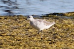 Wilson's phalarope. Adult non-breeding. Westshore Lagoon, Napier, November 2016. Image © Duncan Watson by Duncan Watson.