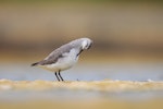 Wilson's phalarope. Non-breeding adult preening. Westshore Wildlife Reserve, Napier, December 2016. Image © Adam Clarke by Adam Clarke.