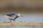 Wilson's phalarope. Non-breeding adult scratching to reveal lobed foot. Westshore Wildlife Reserve, Napier, December 2016. Image © Adam Clarke by Adam Clarke.