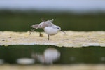 Wilson's phalarope. Non-breeding adult wing stretching and revealing lobed foot. Westshore Wildlife Reserve, Napier, December 2016. Image © Adam Clarke by Adam Clarke.