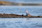 Wilson's phalarope. Non-breeding adult standing alert. Westshore Wildlife Reserve, Napier, November 2016. Image © Adam Clarke by Adam Clarke.