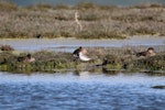 Wilson's phalarope. Non-breeding adult resting among grey teal. Westshore Wildlife Reserve (Landcorp Marsh), Napier, November 2016. Image © Adam Clarke by Adam Clarke.