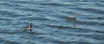 Wilson's phalarope. Breeding plumage female (left) and male on water. Saskatchewan, Canada, July 2008. Image © Sarah Jamieson by Sarah Jamieson.