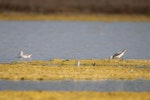 Wilson's phalarope. Non-breeding adult swimming, foraging marsh sandpiper on right. Westshore Wildlife Reserve, Napier, December 2016. Image © Adam Clarke by Adam Clarke.