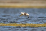 Wilson's phalarope. Non-breeding adult taking flight. Westshore Wildlife Reserve, Napier, November 2016. Image © Adam Clarke by Adam Clarke.