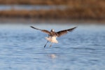 Wilson's phalarope. Non-breeding adult in flight showing diagnostic square white rump. Westshore Wildlife Reserve, Napier, November 2016. Image © Adam Clarke by Adam Clarke.