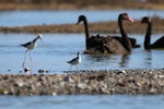 Wilson's phalarope. Non-breeding adult standing next to Pied Stilt, showing size comparison. Westshore Wildlife Reserve, Napier, November 2016. Image © Adam Clarke by Adam Clarke.