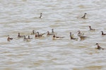 Wilson's phalarope. Flock of adults of both sexes in breeding plumage, with several red-necked phalaropes. Salton Sea, California, May 2015. Image © Nigel Voaden by Nigel Voaden.