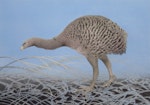 Upland moa | Moa pukepuke. Adult. 700x490 mm watercolour pencil prestudy for Moa series. September 2018. Image © Paul Martinson by Paul Martinson.