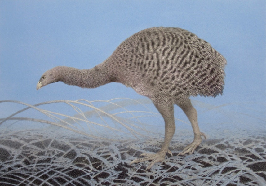 Upland moa | Moa pukepuke. Adult. 700x490 mm watercolour pencil prestudy for Moa series. September 2018. Image © Paul Martinson by Paul Martinson.